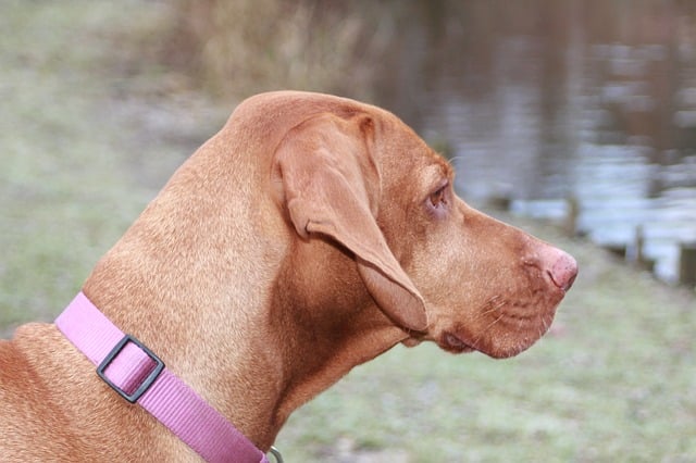 vizslas have webbed feet