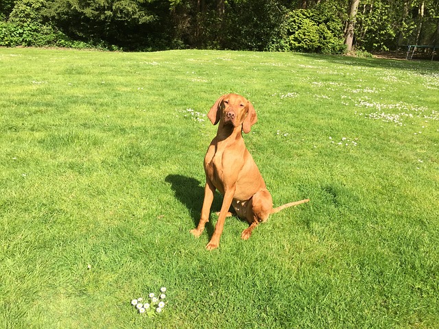 vizslas have webbed feet