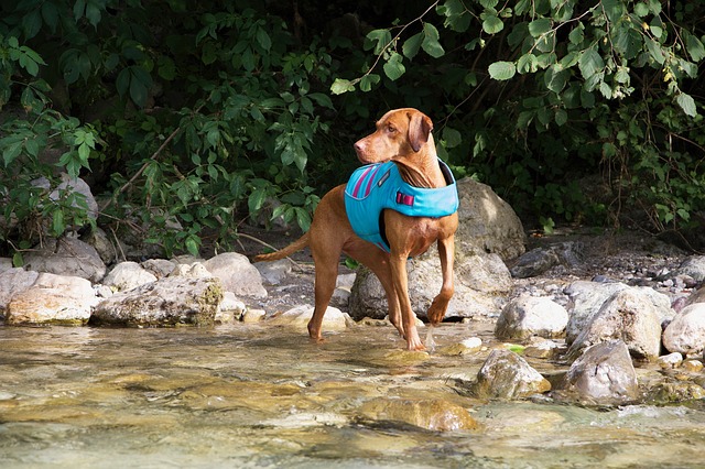 Do vizslas need coats in winter?