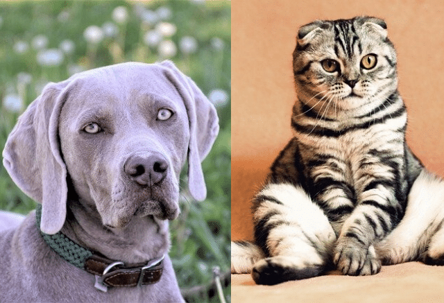Are Weimaraners good with cats?