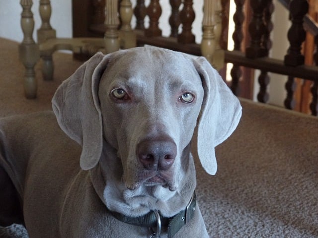 Why are Weimaraners so clingy?