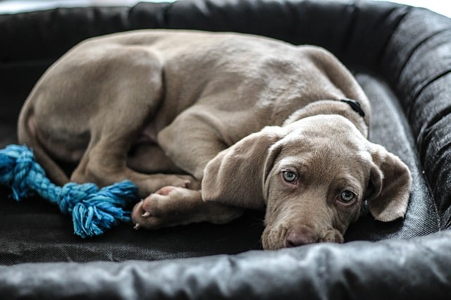 bored weimaraner