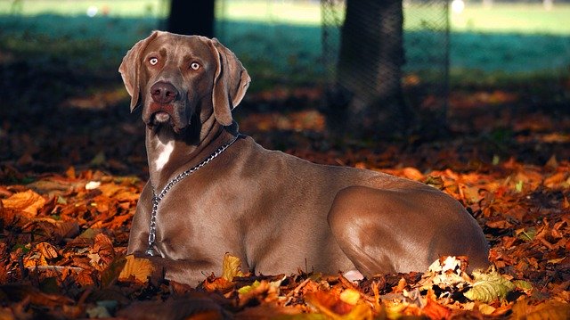  Weimaraners nook