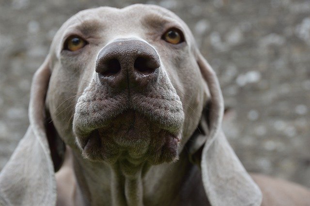  Weimaraners nook
