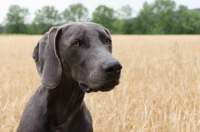  Weimaraners nook