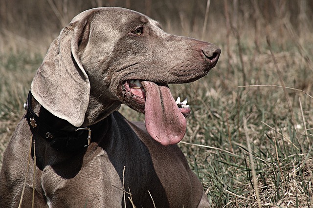 Weimaraners good family dogs