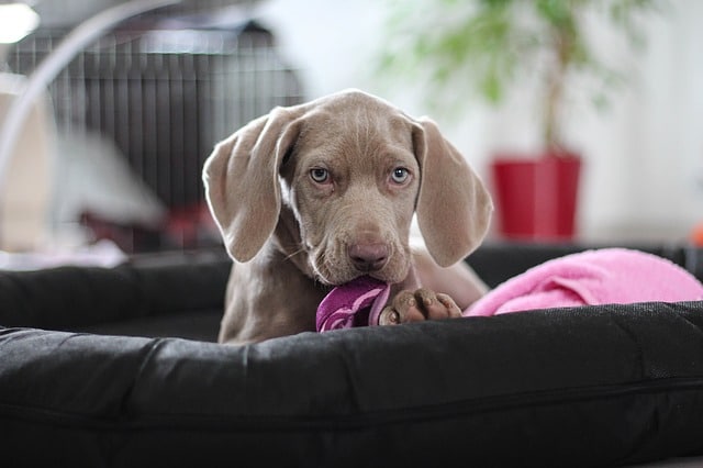 Weimaraners howl