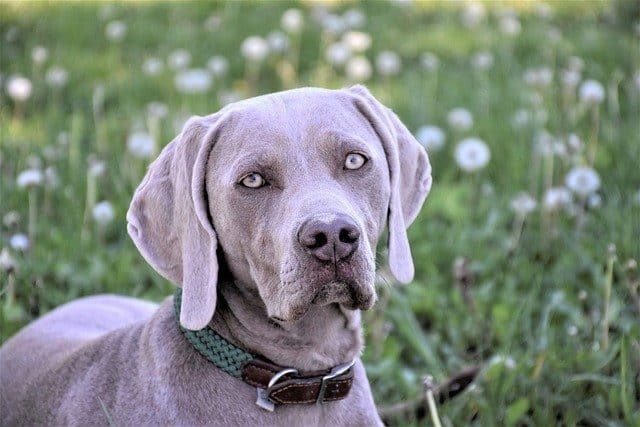 do Weimaraners howl