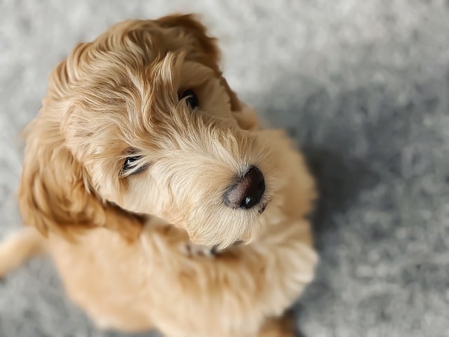 Goldendoodles have webbed feet
