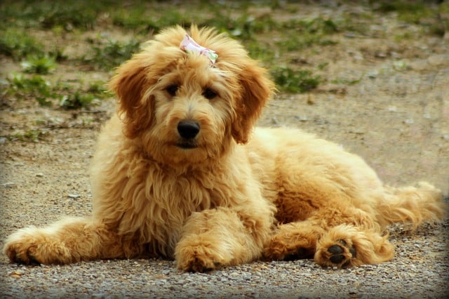 Goldendoodles have webbed feet