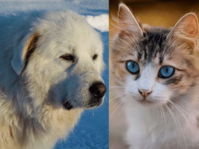 great Pyrenees get along with cat