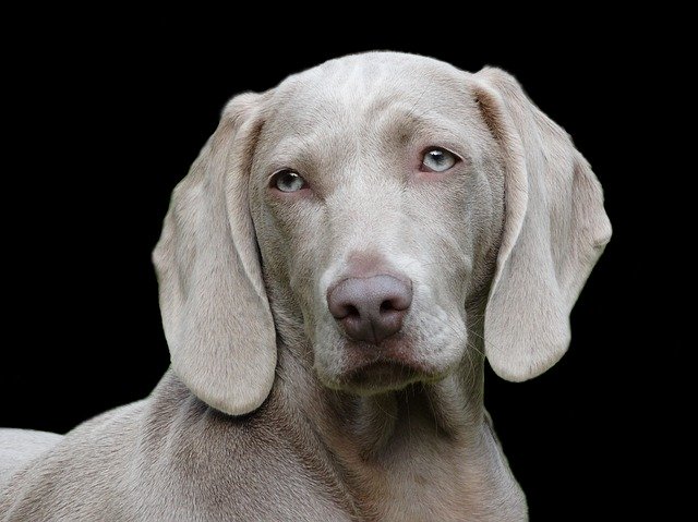 Weimaraners good with cats