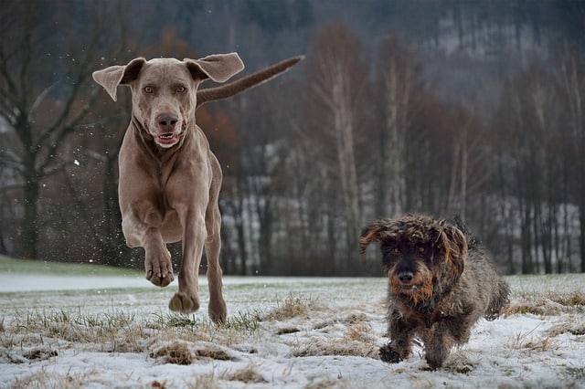 Do Weimaraners get along with other dogs?