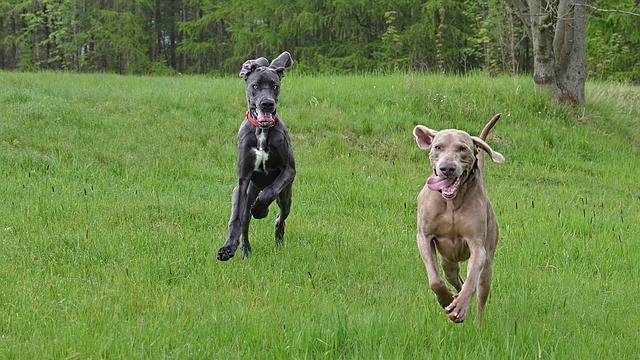 Weimaraners calm down