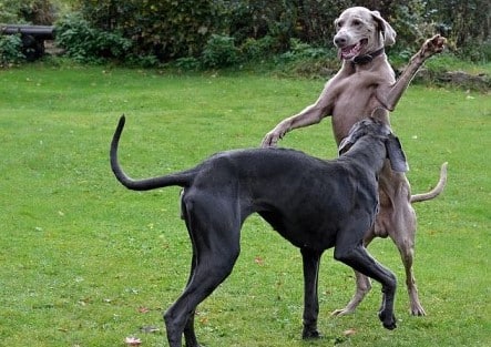 When do Weimaraners calm down?