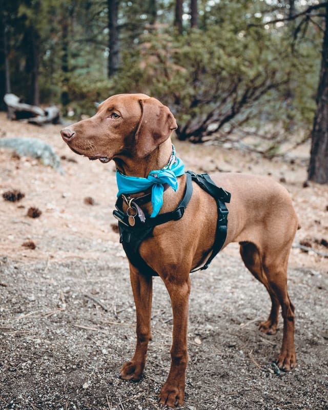 vizslas good guard dogs