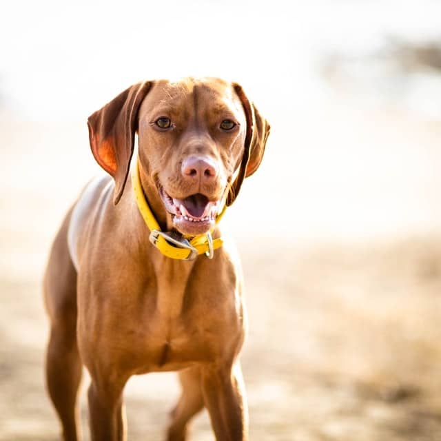Are vizslas good guard dogs?