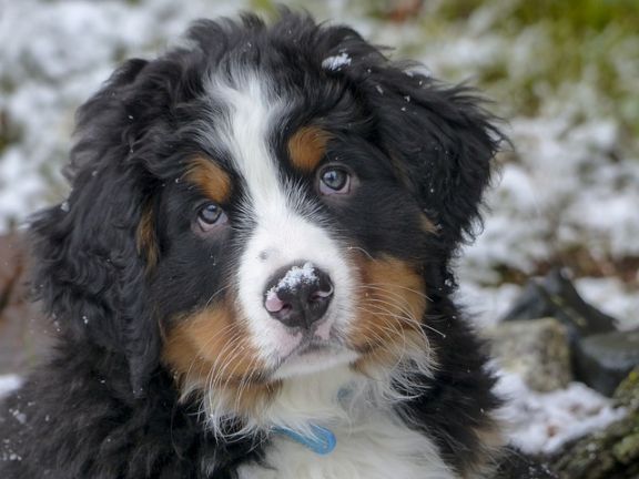 Do Bernese mountain dogs drool