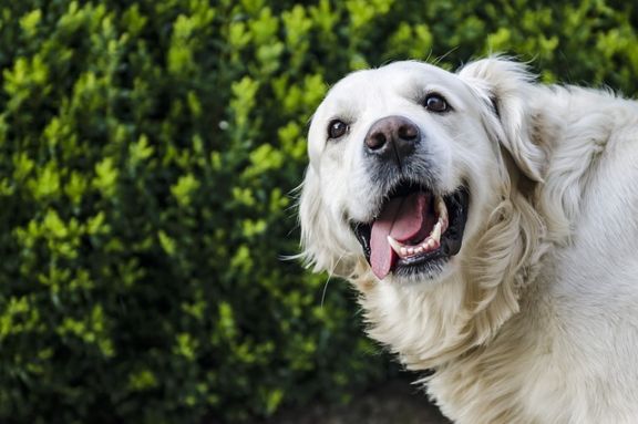 Do golden retrievers drool