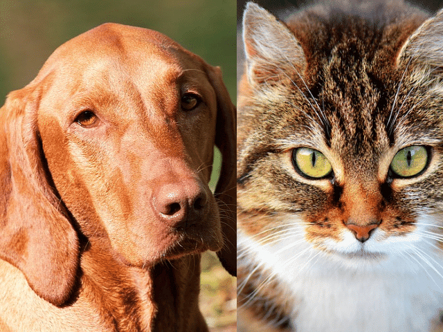 Do vizslas get along with cats?