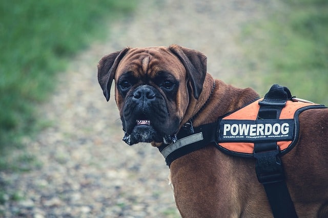 Why does my dog drool around other dogs?