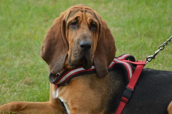 do bloodhounds drool