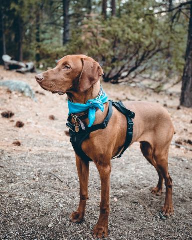 do vizslas drool