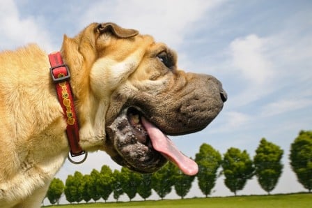 Why do dogs drool