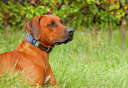 Why do dogs drool