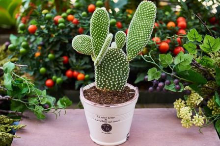 toxic house plants that causes to dogs' drool