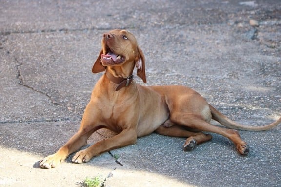 Why do Vizslas whine?