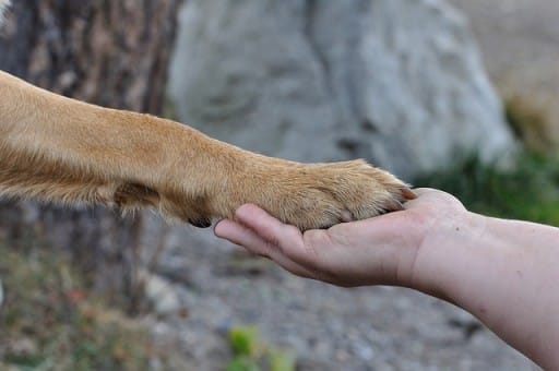 all dogs have webbed feet