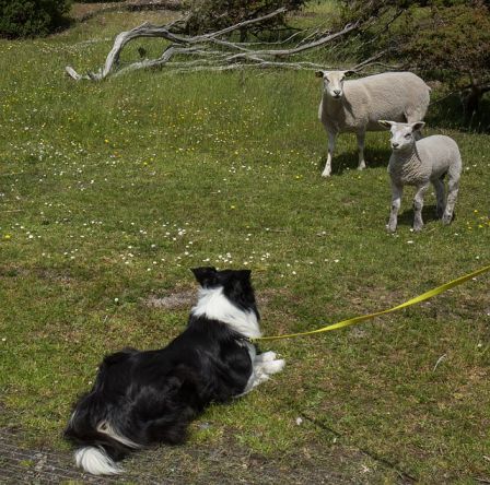 Do border collies have webbed feet