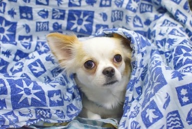 why do chihuahuas sleep under covers