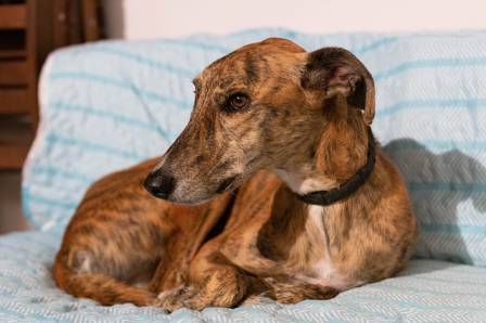 Are greyhounds lazy