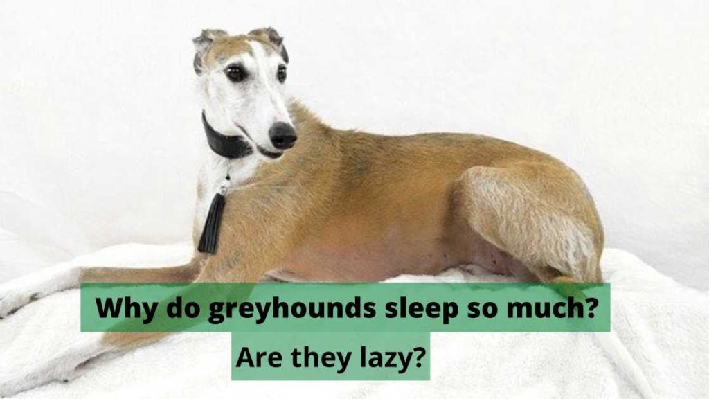 Why do greyhounds sleep so much