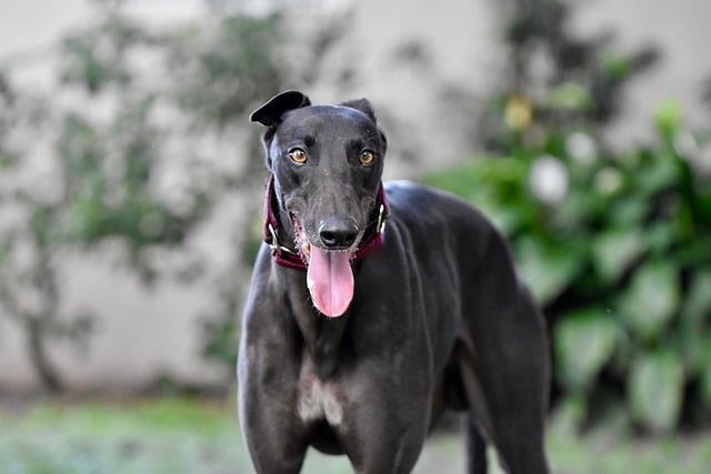 can greyhounds swim