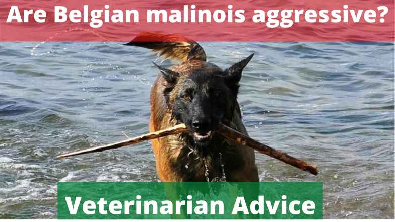 Are Belgian malinois aggressive