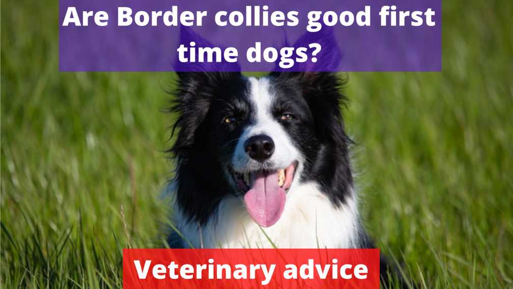 Are Border collies good first time dogs