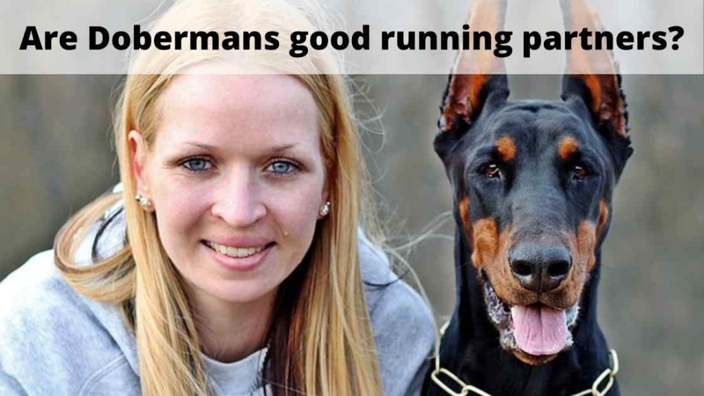 Are Dobermans good running partners