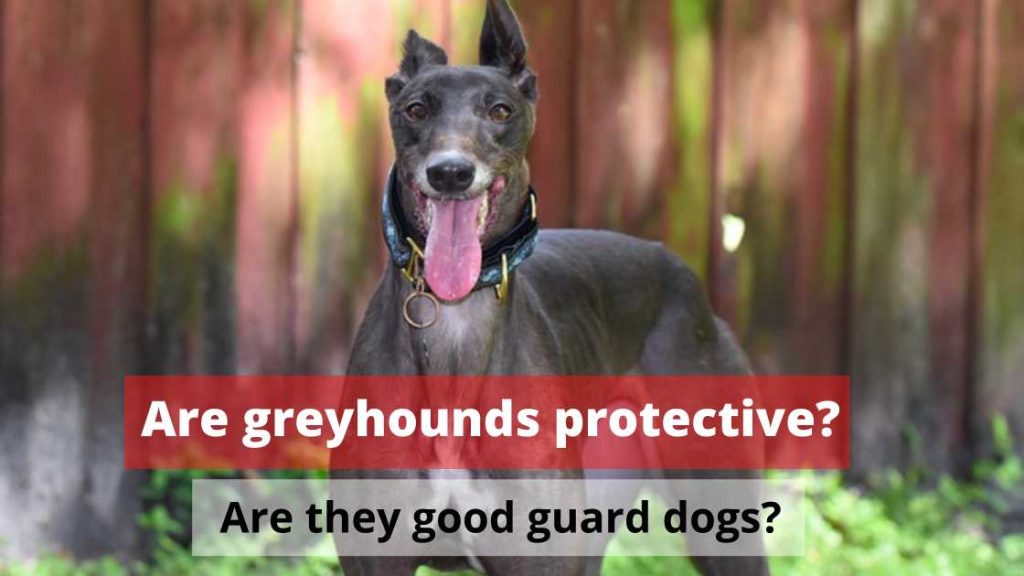 Are greyhounds protective