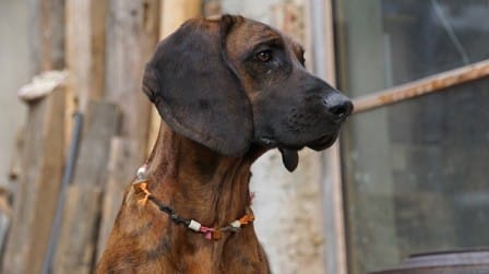 Can bloodhounds swim