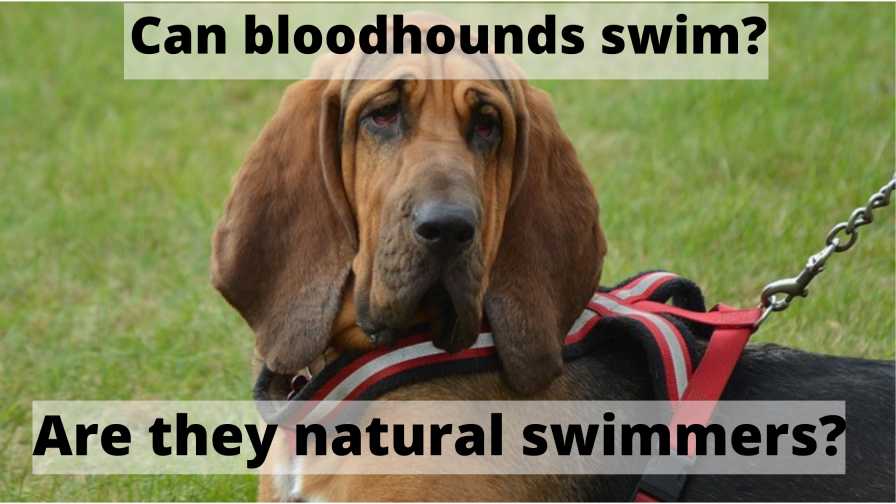 Can bloodhounds swim