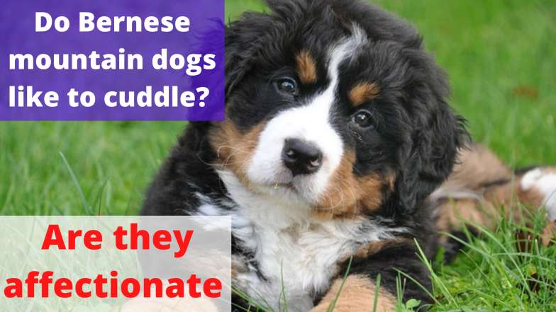 Do Bernese mountain dogs like to cuddle