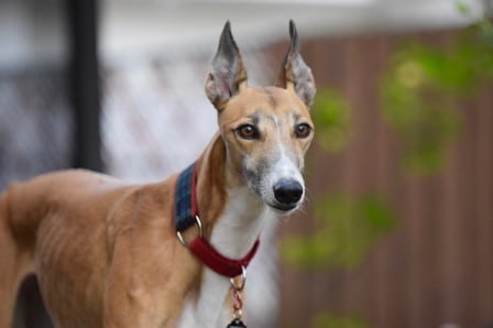 Are greyhounds affectionate