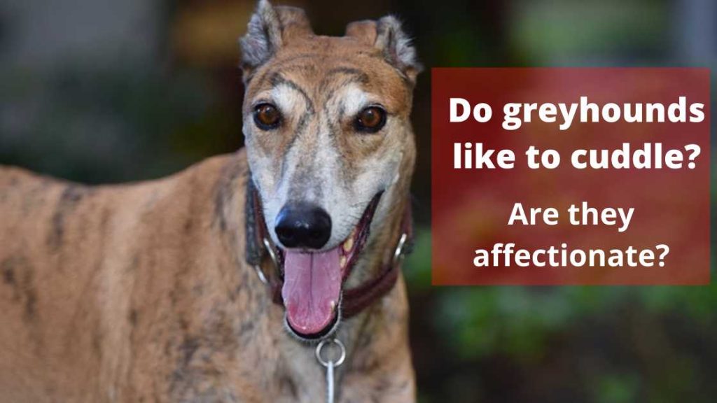 Do greyhounds like to cuddle
