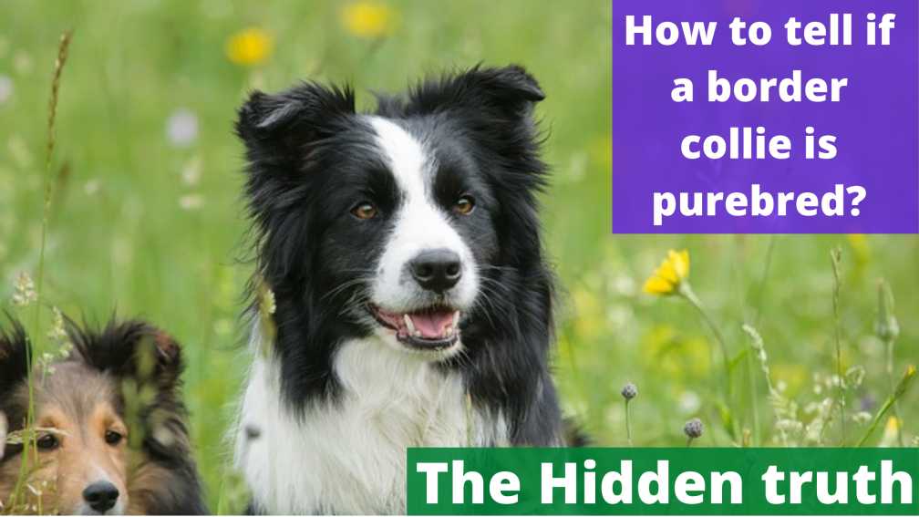 How to tell if a border collie is purebred
