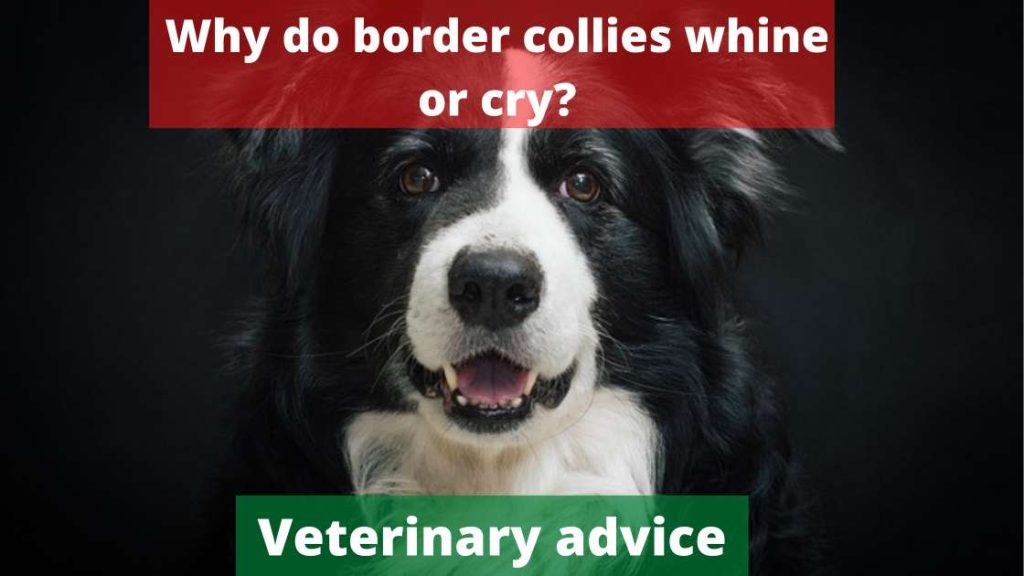 Why do border collies whine