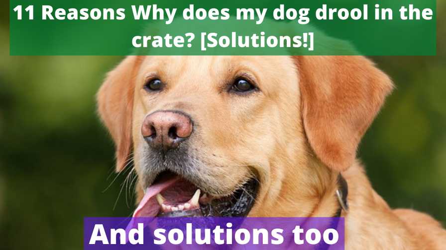 Why does my dog drool in the crate?
