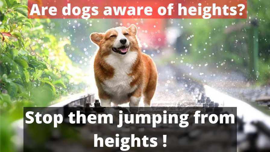 Are dogs aware of heights?